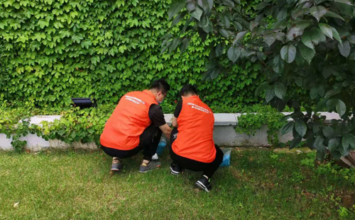 豬場驅(qū)殺蚊蠅的8招，用過之后沒蚊蠅！